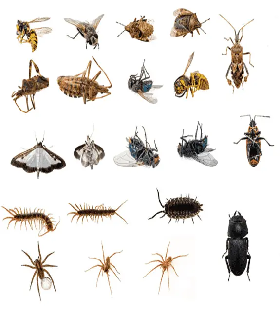 efficient pest control services in Milford