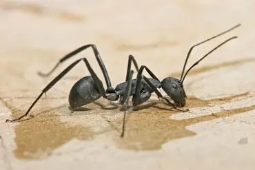 ant extermination in Burlington