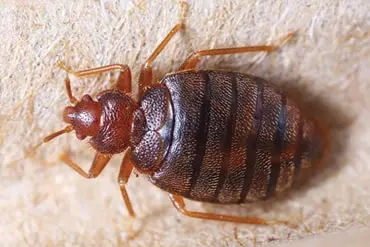 bed bug extermination in Burlington
