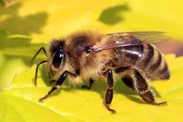 bee removal in Springfield
