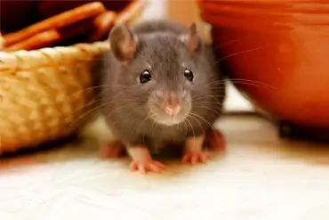 rat extermination across Columbia