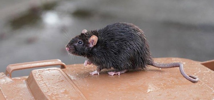 Best Rat Exterminator in Charleston, SC