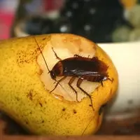 Roach Exterminator