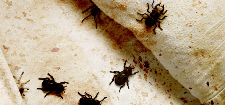 Cheap Bed Bug Exterminator in Terrytown, NE