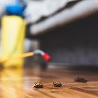 Best Roach Exterminator in Irondale, OH