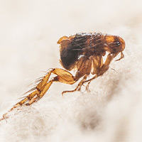 Flea Removal For House in Jersey City, NJ