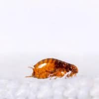 Flea Removal Service in Cleveland, OH