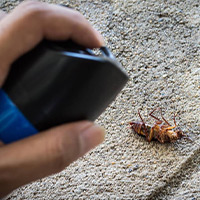 German Roach Exterminator in Jackson, MS