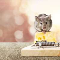 Get Rid of Rats in Dallas, TX