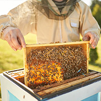 Hive Removal in Urbana, MD