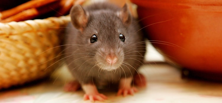 Humane Rodent Control in Anchorage, AK