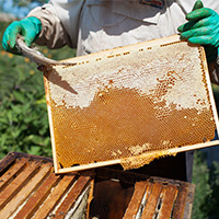 No Kill Honey Bee Relocation in South Valley, NM
