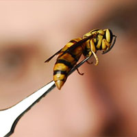 Professional Yellow Jacket Removal in Crabtree, OR