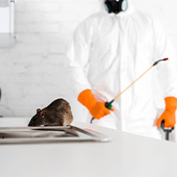 Roof Rat Exterminator in Charleston, WV