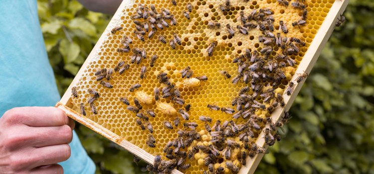 Remove Honey Bees in Richmond, IN