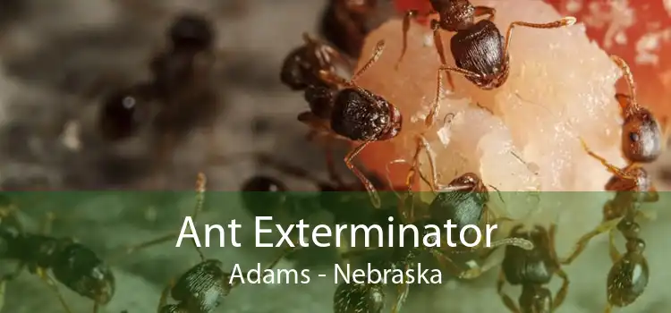 Ant Exterminator Adams - Nebraska
