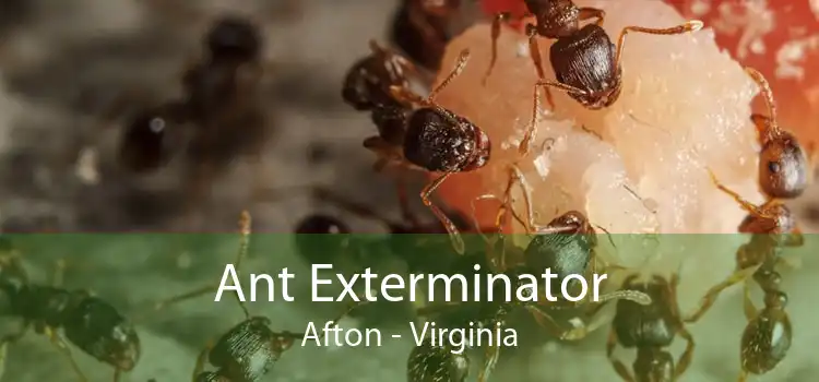 Ant Exterminator Afton - Virginia