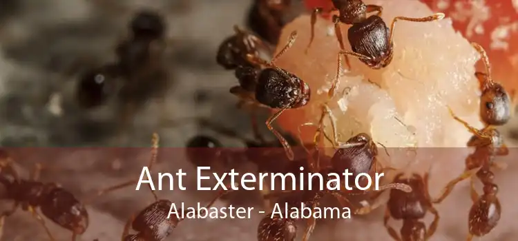 Ant Exterminator Alabaster - Alabama