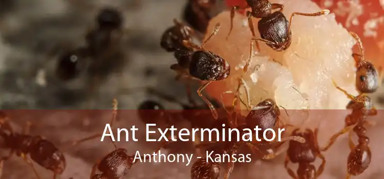 Ant Exterminator Anthony - Kansas