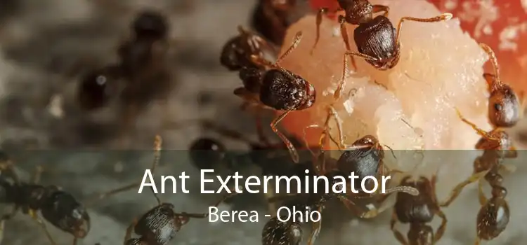 Ant Exterminator Berea - Ohio