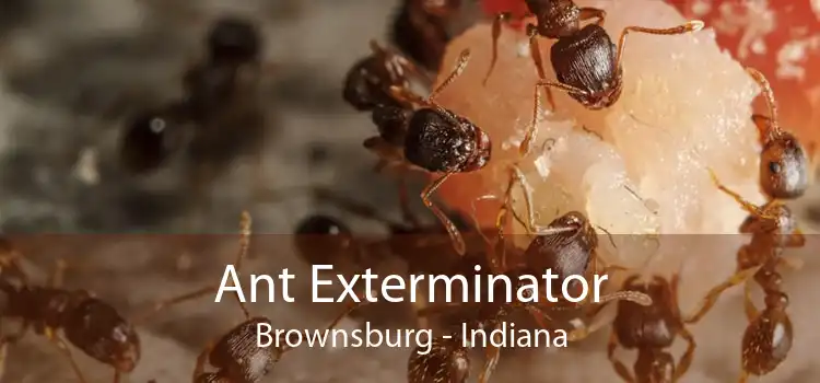 Ant Exterminator Brownsburg - Indiana