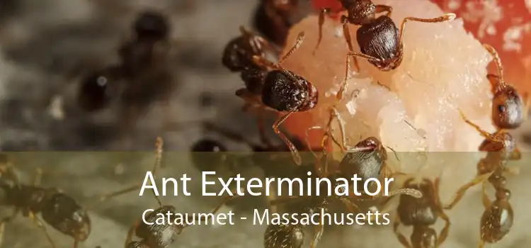 Ant Exterminator Cataumet - Massachusetts