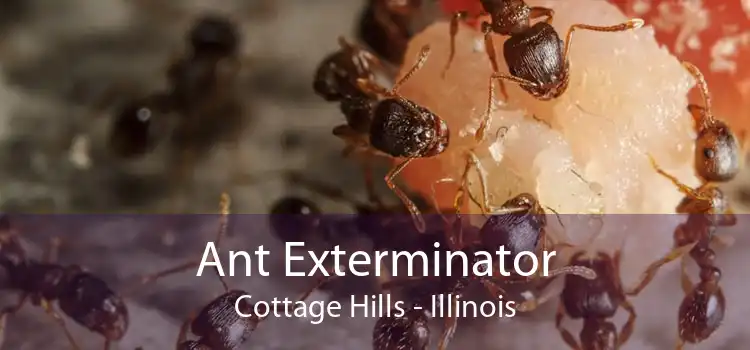 Ant Exterminator Cottage Hills - Illinois