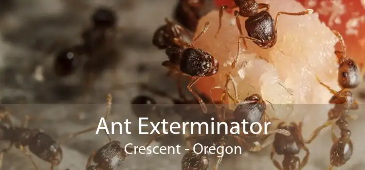 Ant Exterminator Crescent - Oregon