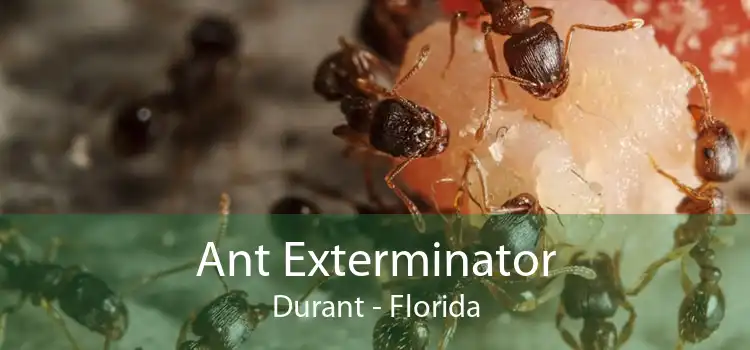 Ant Exterminator Durant - Florida