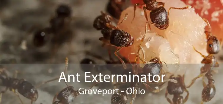 Ant Exterminator Groveport - Ohio