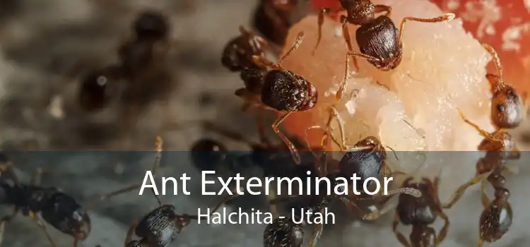 Ant Exterminator Halchita - Utah
