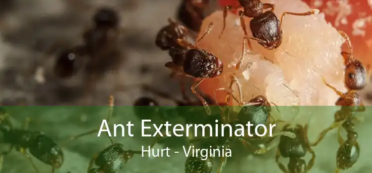 Ant Exterminator Hurt - Virginia
