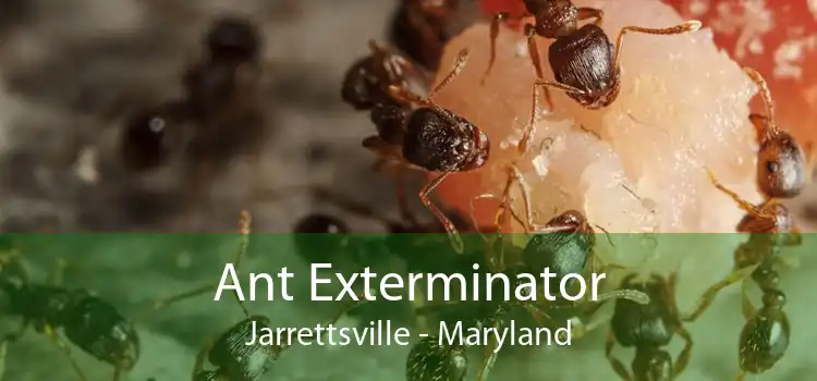 Ant Exterminator Jarrettsville - Maryland