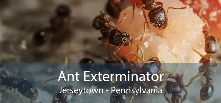 Ant Exterminator Jerseytown - Pennsylvania