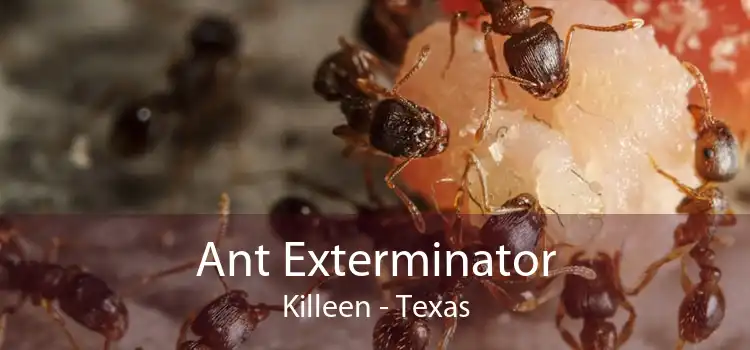 Ant Exterminator Killeen - Texas