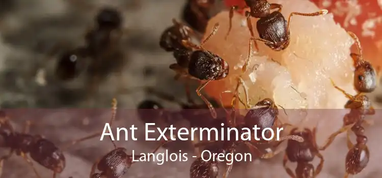 Ant Exterminator Langlois - Oregon