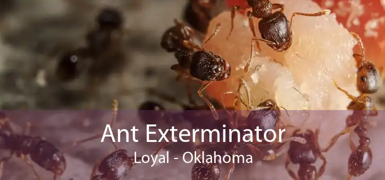 Ant Exterminator Loyal - Oklahoma