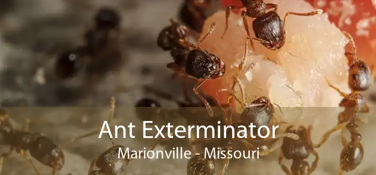 Ant Exterminator Marionville - Missouri
