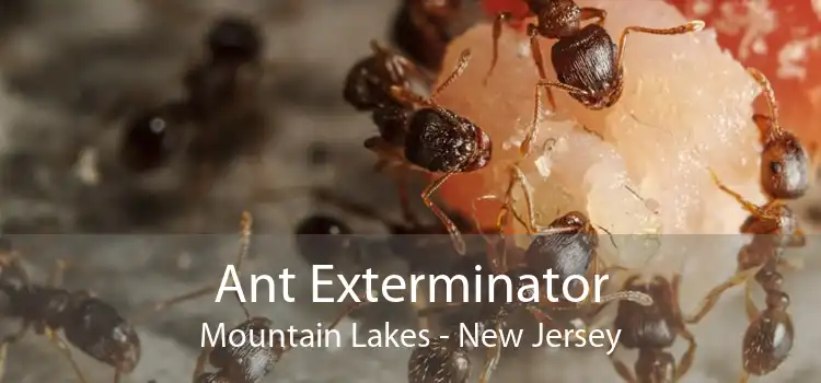 Ant Exterminator Mountain Lakes - New Jersey