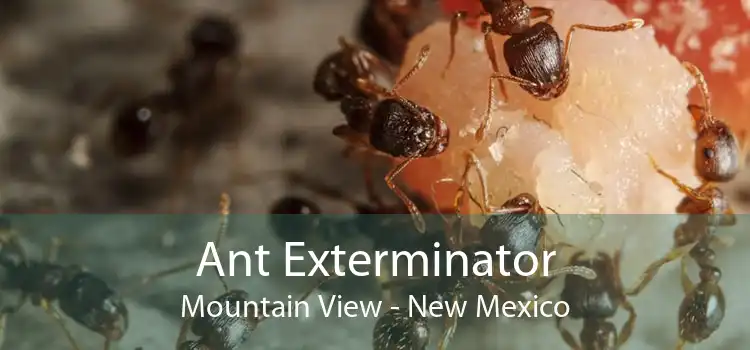 Ant Exterminator Mountain View - New Mexico