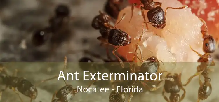 Ant Exterminator Nocatee - Florida