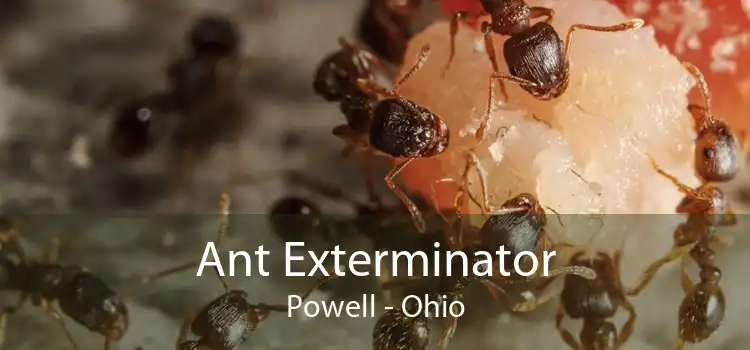 Ant Exterminator Powell - Ohio