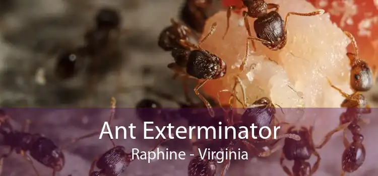 Ant Exterminator Raphine - Virginia