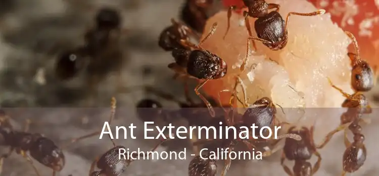 Ant Exterminator Richmond - California