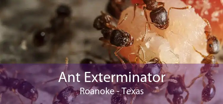 Ant Exterminator Roanoke - Texas