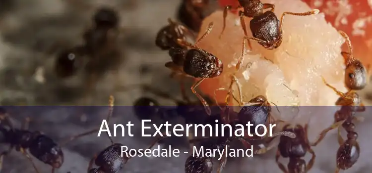 Ant Exterminator Rosedale - Maryland