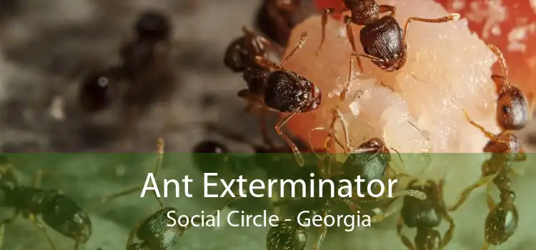 Ant Exterminator Social Circle - Georgia