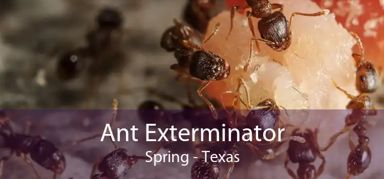 Ant Exterminator Spring - Texas