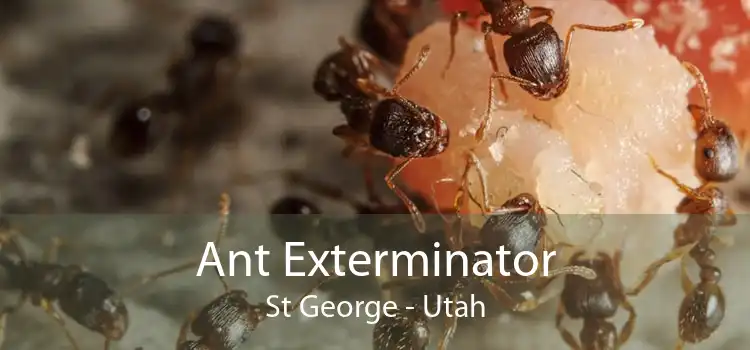 Ant Exterminator St George - Utah