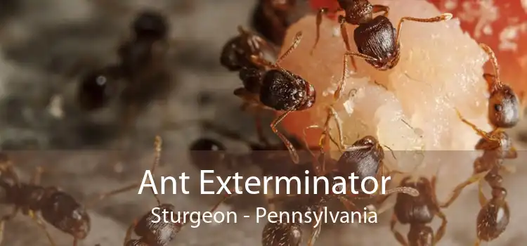 Ant Exterminator Sturgeon - Pennsylvania